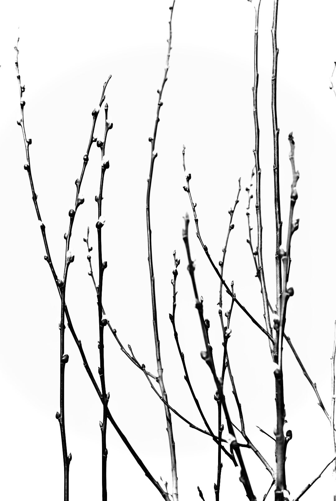 Salix Caprea